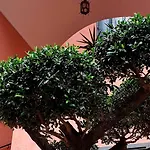 La Maison Rose Maiori