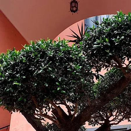 La Maison Rose 马奥莱